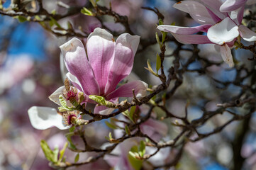 Flowering Magnolia during spring in Norrkoping, Sweden. 