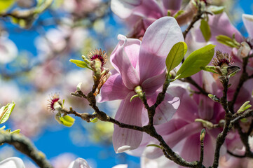 Fototapeta na wymiar Flowering Magnolia during spring in Norrkoping, Sweden. 