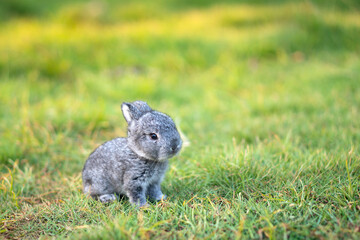 One week old rabbit sits on a green lawn with soft morning sunlight.
