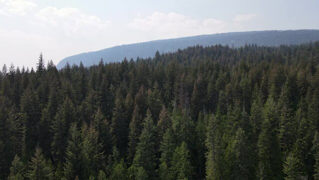Stunning, expansive forest stretching through the Herald Provincial Park in British Columbia, Canada. Rising aerial shot 