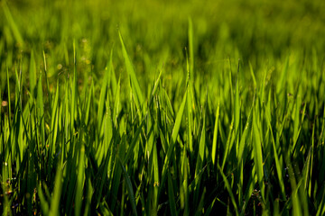 Green grass. . Selective focus. 