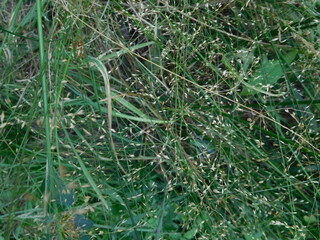 green grass abstract texture natural summer background, wallpaper