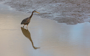Grey heron