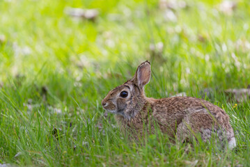 Hare