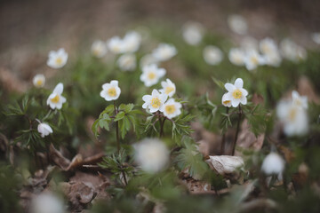 Beautiful spring background with white anemones flowers in spring woods. Springtime