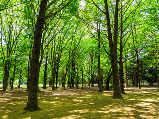 新緑の代々木公園