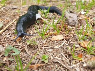 Black Snail on the ground