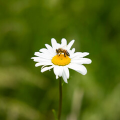 Honey bee on chamomile flower, single flower on daisy plant, UK