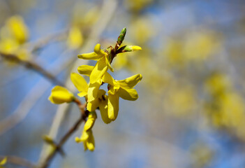 Die sch&ouml;nen gelben Bl&uuml;ten der Forsythie &ndash; forsythia. Sehen sch&ouml;n aus, bieten den Bienen keine Nahrung.