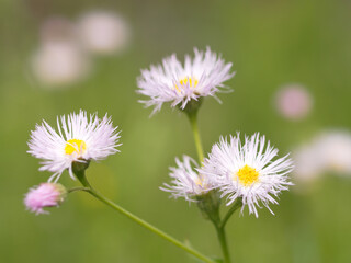 風に揺れるハルジオン