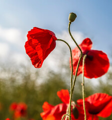 Field of poppies