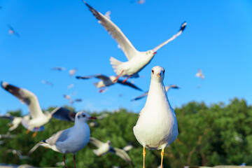 Flock of seagulls in nature