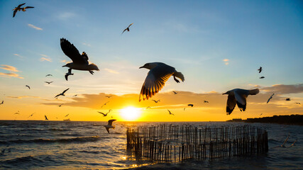 Beautiful evening sunset with flocks of birds flying around.