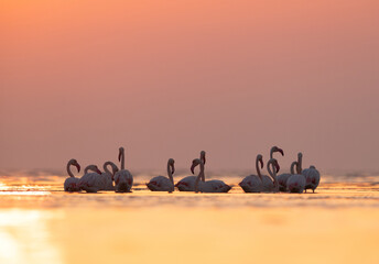 Greater Flamingos and reflection of sun on water at Asker coast of Bahrain
