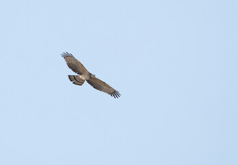 Honey Buzzard in flight at Jasra, Bahrain