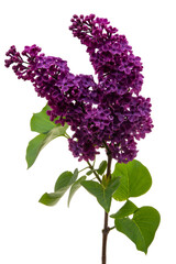 Obraz premium lilac flowers isolated on white background