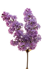 Obraz premium lilac flowers isolated on white background