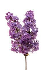 Obraz premium lilac flowers isolated on white background