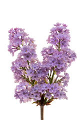 lilac flowers isolated on white background