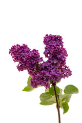 Obraz premium lilac flowers isolated on white background