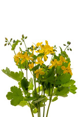 Chelidonium majus isolated on white background © Svetoslav Radkov
