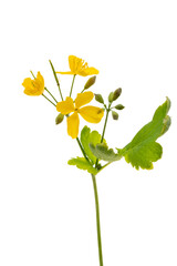 Chelidonium majus isolated on white background