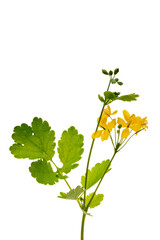 Chelidonium majus isolated on white background