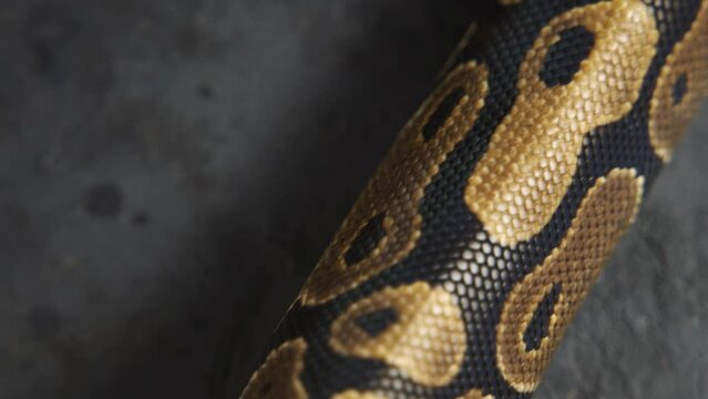 Background of snakeskin. The snake is crawling