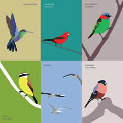 Set of birds vector illustration. Hummingbird, brazilian tanager, red-necked tanager, great kiskadee, seagull, eurasian bullfinch.
