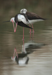 A pair of black-winged Stilts at Asker Marsh , Bahrain