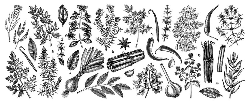 Hand drawn herbs and spices sketches collection. Hand sketched food illustrations isolated on white. Vintage aromatic plants set in sketch style. Kitchen spice and herbs black and white drawings