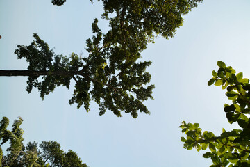 High Angle view of tree on the beach. Vintage background.