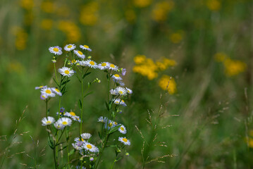 Białe polne kwiaty, żółty bokeh. Przymiotno białe, zimotrwał zwyczajny (erigeron annuus ), astrowate.