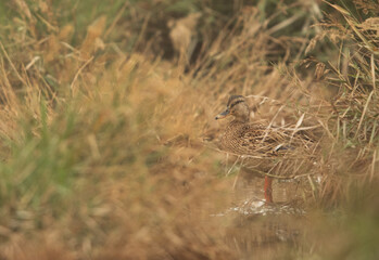 Garganey in its habitat at Asker marsh, Bahrain