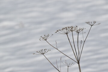 Fenkuł włoski, koper słodki (foeniculum vulgare), jasne tło, śnieg.