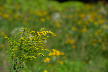 Nawłoć kanadyjska (Solidago canadensis), roślina astrowata kwitnąca na żółto, bokeh. - obrazy, fototapety, plakaty