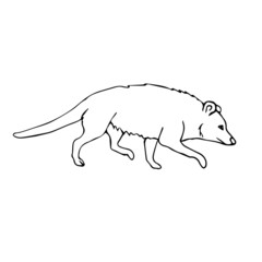 Vector hand drawn doodle sketch opossum isolated on white background