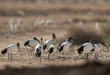 A flock of African Sacred Ibis perched on ground, Bahrain