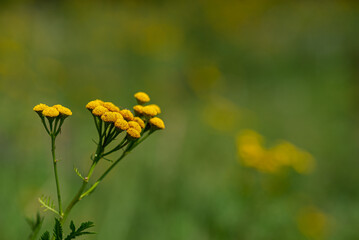 Wrotycz pospolity (Tanacetum vulgare), żółte kwiaty na zielonym tle. Medycyna naturalna, bokeh. - obrazy, fototapety, plakaty