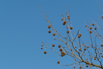 Platan (Platanus), owocniki wyglądające jak dekoracja świąteczna. Błękitne niebo, przestrzeń.