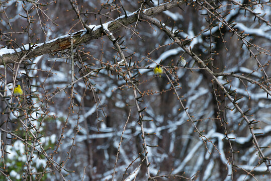 Czyż zwyczajny, czyżyk (spinus spinus), żółte ptaki na drzewie. Zimujące w Polsce.