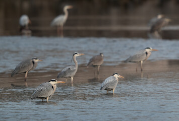 A flock of Grey Herons at Tubli bay, Bahrain