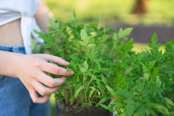 Woman agronomist holding seedlings in pots. The spring planting. Early seedlings grown from seeds in boxes at home on the windowsill. Concept of Earth day, organic gardening, ecology, sustainable life