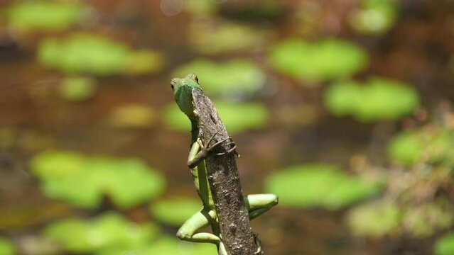 a slow motion clip of a a female green basilisk lizard watching a dragonfly flying near a lagoon at boca tapada of costa rica