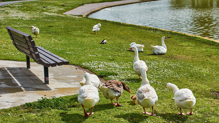 Gaggle of geese walking around the lake on a sunny day in summer © Carlos D/Wirestock Creators