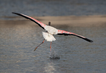Greater Flamingo landing at Tubli bay in the morning with splash of water, Bahrain