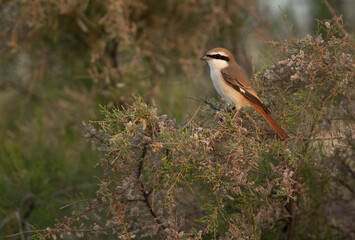 Portrait of a Red-tailed Shrike perched on a  bush at Asker marsh, Bahrain