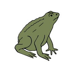 Vector hand drawn doodle sketch colored frog isolated on white background