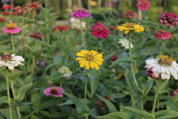 Obraz premium flowers in the garden