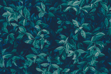 Fototapeta na wymiar closeup of blue leaf background